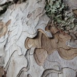 inspiration aviemore bark