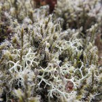inspiration aviemore lichen