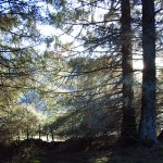 inspiration trossachs woods